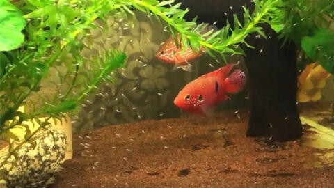 大湖紅龍魚長大視頻播放（大湖紅龍魚長大圖片）