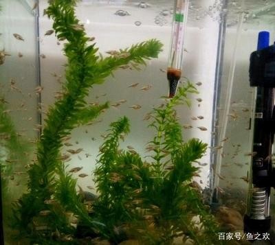 大湖紅龍魚長大視頻播放（大湖紅龍魚長大圖片）