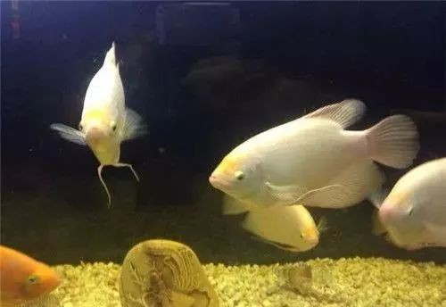 招財龍魚是冷水魚嗎【招財龍魚是熱帶魚還是冷水魚】