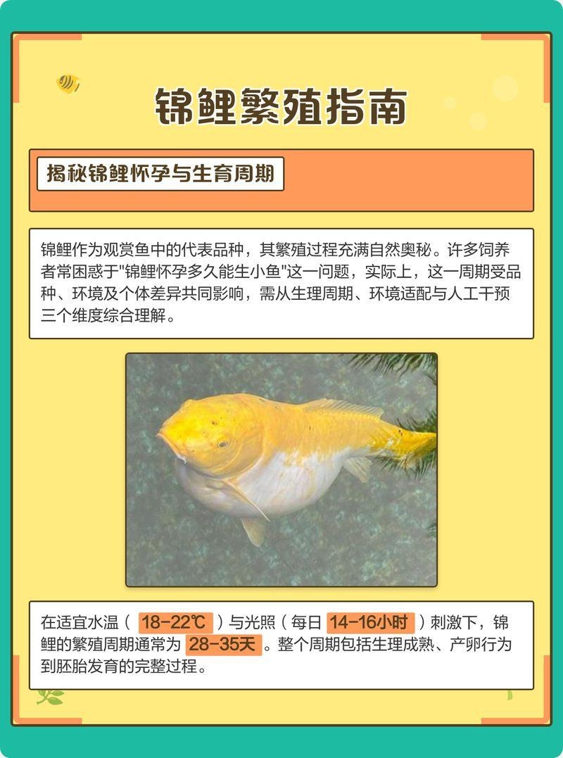 錦鯉懷孕幾個月生小魚|《錦鯉懷孕幾個月生小魚》