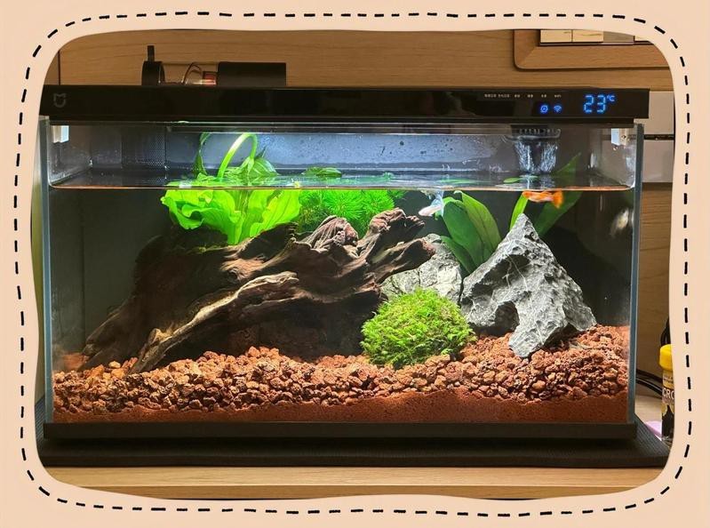 貢山水族店|<strong><mark>云南</mark></strong>怒江傈僳族自治州貢山水族店貢山水族店