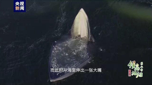 印尼紅龍魚發(fā)色過程圖片大全欣賞圖(印尼紅龍魚多大發(fā)色)