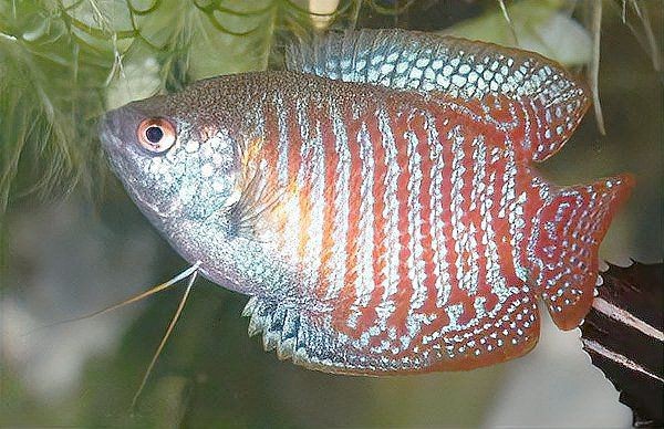 麗麗魚是兇魚還是吉魚|麗麗魚為何成了魚缸中的“小眾明星”x大讓 龍魚百科 第1張 麗麗魚是兇魚還是吉魚|麗麗魚為何成了魚缸中的“小眾明星”x大讓 麗麗魚是兇魚還是吉魚|麗麗魚為何成了魚缸中的“小眾明星”x大讓 龍魚百科 第1張