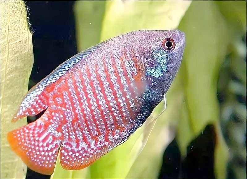 麗麗魚是兇魚還是吉魚|麗麗魚為何成了魚缸中的“小眾明星”x大讓 龍魚百科 第2張 麗麗魚是兇魚還是吉魚|麗麗魚為何成了魚缸中的“小眾明星”x大讓 麗麗魚是兇魚還是吉魚|麗麗魚為何成了魚缸中的“小眾明星”x大讓 龍魚百科 第2張