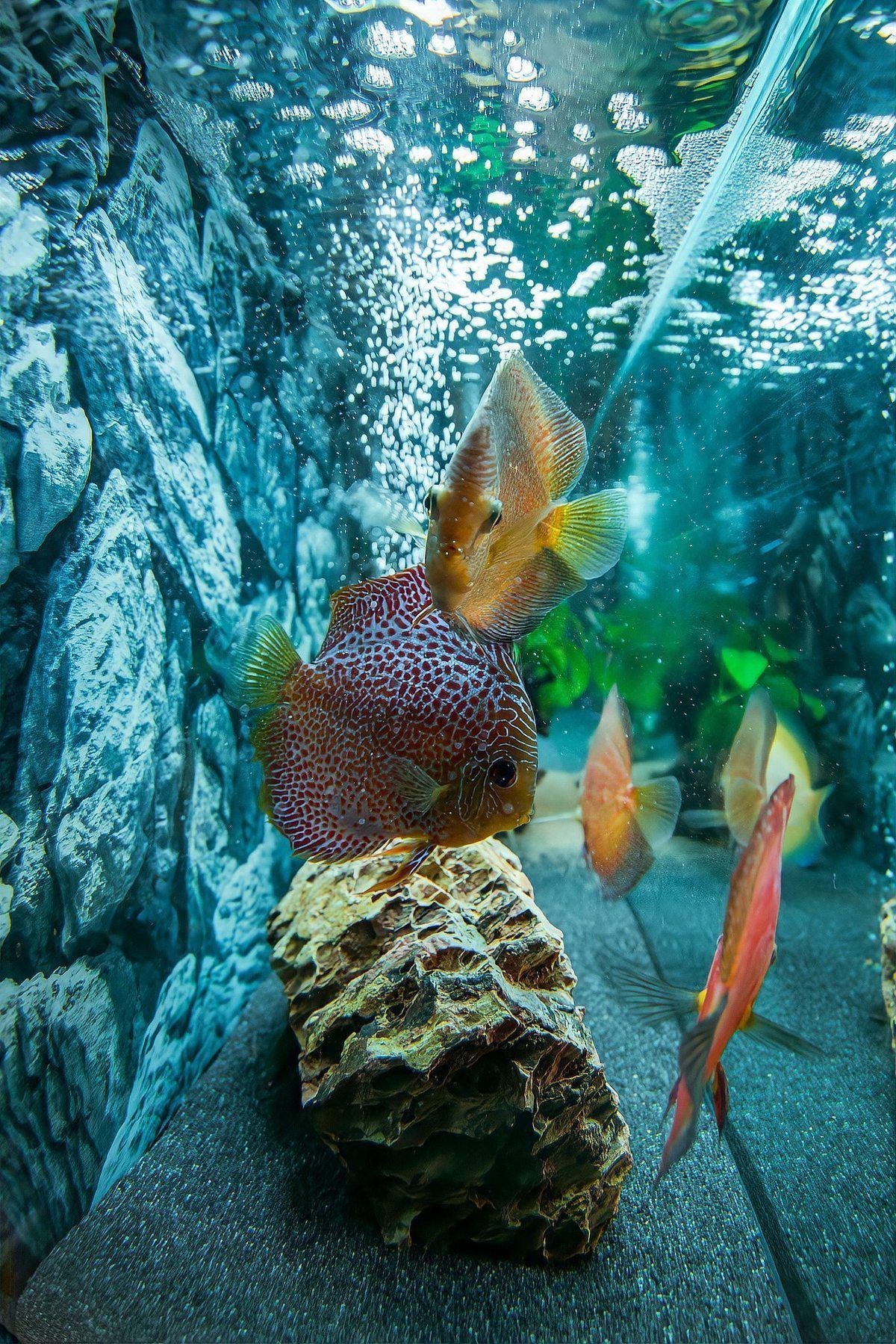 麗麗魚是兇魚還是吉魚|麗麗魚為何成了魚缸中的“小眾明星”x大讓 龍魚百科 第3張 麗麗魚是兇魚還是吉魚|麗麗魚為何成了魚缸中的“小眾明星”x大讓 麗麗魚是兇魚還是吉魚|麗麗魚為何成了魚缸中的“小眾明星”x大讓 龍魚百科 第3張