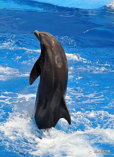 濱州水族店|濱州地區(qū)的水族店以豐富的觀賞魚(yú)資源和專(zhuān)業(yè)服務(wù)為特色 全國(guó)水族館企業(yè)名錄 第5張 濱州水族店|濱州地區(qū)的水族店以豐富的觀賞魚(yú)資源和專(zhuān)業(yè)服務(wù)為特色 濱州水族店|濱州地區(qū)的水族店以豐富的觀賞魚(yú)資源和專(zhuān)業(yè)服務(wù)為特色 全國(guó)水族館企業(yè)名錄 第5張