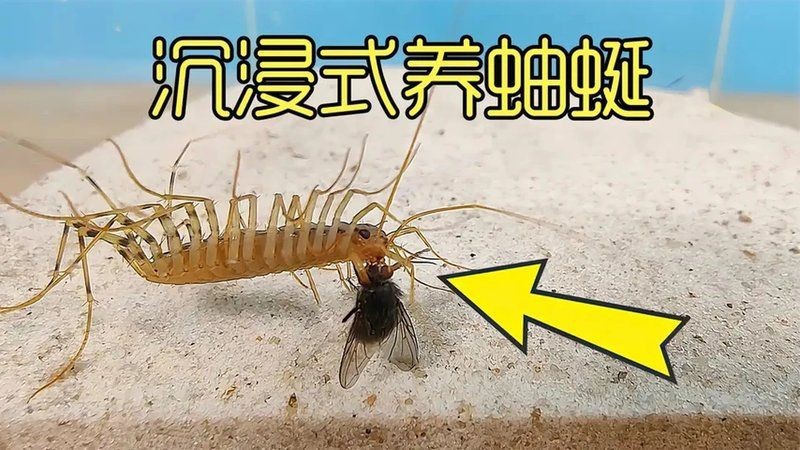 坤桑沉浸式養(yǎng)昆蟲|“坤桑沉浸式養(yǎng)昆蟲”展現(xiàn)了一種新穎且富有樂趣的自然觀察體驗 龍魚百科 第1張 坤桑沉浸式養(yǎng)昆蟲|“坤桑沉浸式養(yǎng)昆蟲”展現(xiàn)了一種新穎且富有樂趣的自然觀察體驗 坤桑沉浸式養(yǎng)昆蟲|“坤桑沉浸式養(yǎng)昆蟲”展現(xiàn)了一種新穎且富有樂趣的自然觀察體驗 龍魚百科 第1張