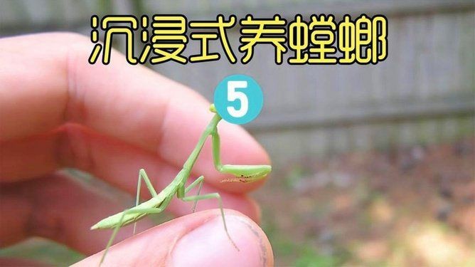 坤桑沉浸式養(yǎng)昆蟲|“坤桑沉浸式養(yǎng)昆蟲”展現(xiàn)了一種新穎且富有樂趣的自然觀察體驗 龍魚百科 第2張 坤桑沉浸式養(yǎng)昆蟲|“坤桑沉浸式養(yǎng)昆蟲”展現(xiàn)了一種新穎且富有樂趣的自然觀察體驗 坤桑沉浸式養(yǎng)昆蟲|“坤桑沉浸式養(yǎng)昆蟲”展現(xiàn)了一種新穎且富有樂趣的自然觀察體驗 龍魚百科 第2張