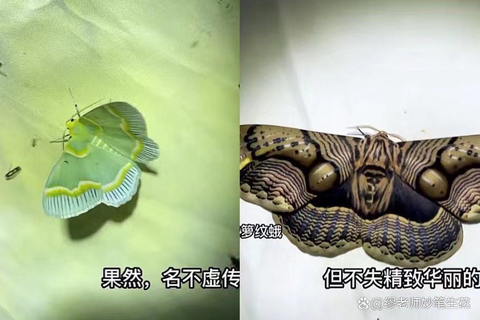 坤桑沉浸式養(yǎng)昆蟲|“坤桑沉浸式養(yǎng)昆蟲”展現(xiàn)了一種新穎且富有樂趣的自然觀察體驗 龍魚百科 第4張 坤桑沉浸式養(yǎng)昆蟲|“坤桑沉浸式養(yǎng)昆蟲”展現(xiàn)了一種新穎且富有樂趣的自然觀察體驗 坤桑沉浸式養(yǎng)昆蟲|“坤桑沉浸式養(yǎng)昆蟲”展現(xiàn)了一種新穎且富有樂趣的自然觀察體驗 龍魚百科 第4張