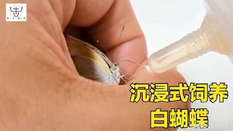 坤桑沉浸式養(yǎng)昆蟲|“坤桑沉浸式養(yǎng)昆蟲”展現(xiàn)了一種新穎且富有樂趣的自然觀察體驗 龍魚百科 第3張 坤桑沉浸式養(yǎng)昆蟲|“坤桑沉浸式養(yǎng)昆蟲”展現(xiàn)了一種新穎且富有樂趣的自然觀察體驗 坤桑沉浸式養(yǎng)昆蟲|“坤桑沉浸式養(yǎng)昆蟲”展現(xiàn)了一種新穎且富有樂趣的自然觀察體驗 龍魚百科 第3張