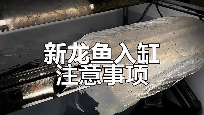 龍魚換缸后多久過溫過水？|龍魚換缸后如何過溫過水 龍魚換缸后多久過溫過水？|龍魚換缸后如何過溫過水 龍魚百科 第7張