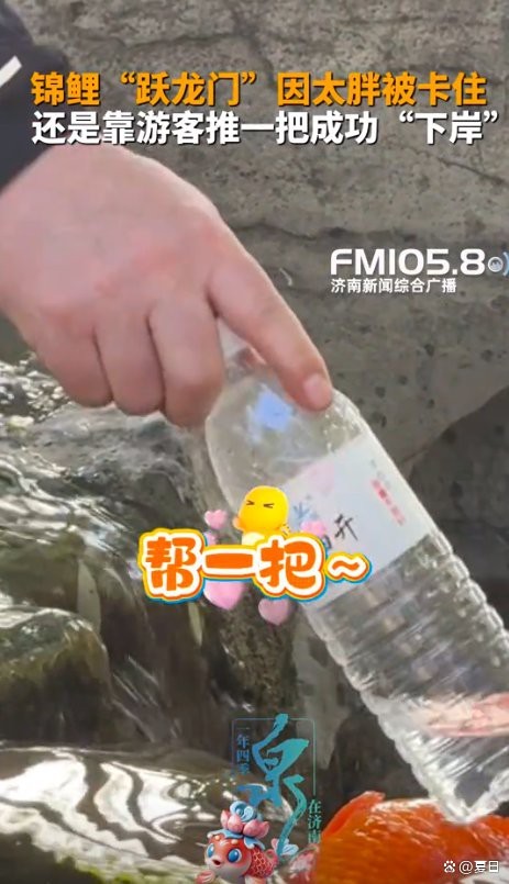 突泉龍魚店|濟南突泉龍魚店的評價如何