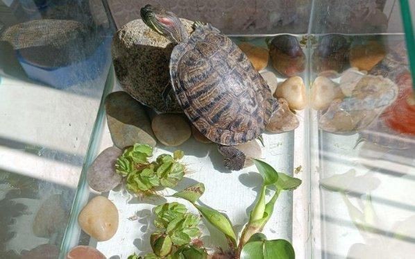 金龍魚寄生蟲感染會(huì)自愈嗎？|家里養(yǎng)龜好不好家里養(yǎng)龜好不好家里養(yǎng)龜好不好 金龍魚寄生蟲感染會(huì)自愈嗎？|家里養(yǎng)龜好不好家里養(yǎng)龜好不好家里養(yǎng)龜好不好 龍魚百科 第1張