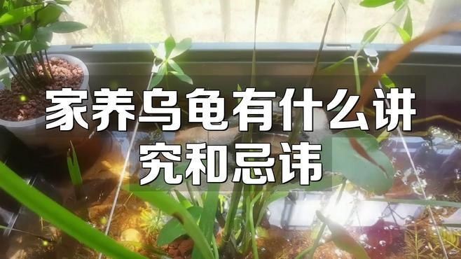 金龍魚寄生蟲感染會(huì)自愈嗎？|家里養(yǎng)龜好不好家里養(yǎng)龜好不好家里養(yǎng)龜好不好 金龍魚寄生蟲感染會(huì)自愈嗎？|家里養(yǎng)龜好不好家里養(yǎng)龜好不好家里養(yǎng)龜好不好 龍魚百科 第3張