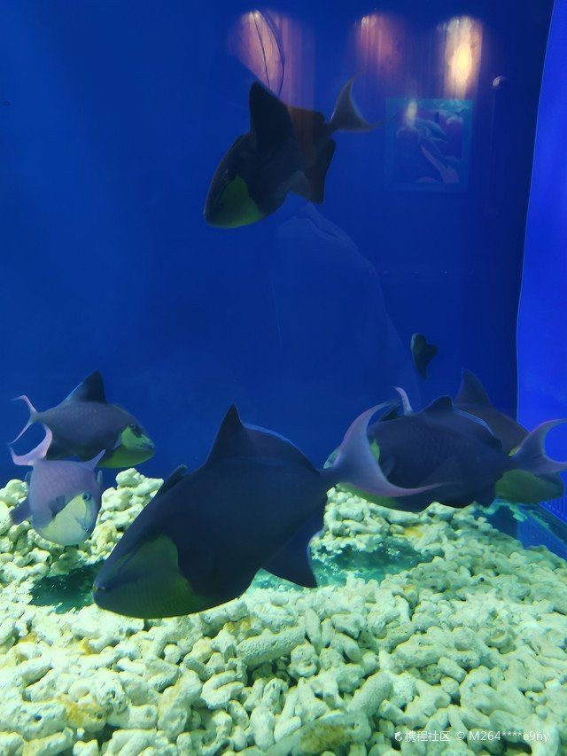 唐山水族館，唐山水族館游記