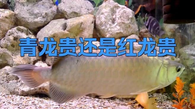 紅龍和青龍的區(qū)別|紅龍和青龍的區(qū)別在高端市場上，紅龍蝦的區(qū)別是什么