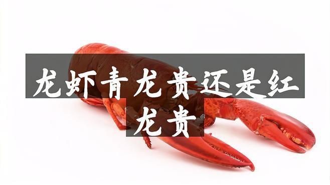 紅龍和青龍的區(qū)別|紅龍和青龍的區(qū)別在高端市場上，紅龍蝦的區(qū)別是什么