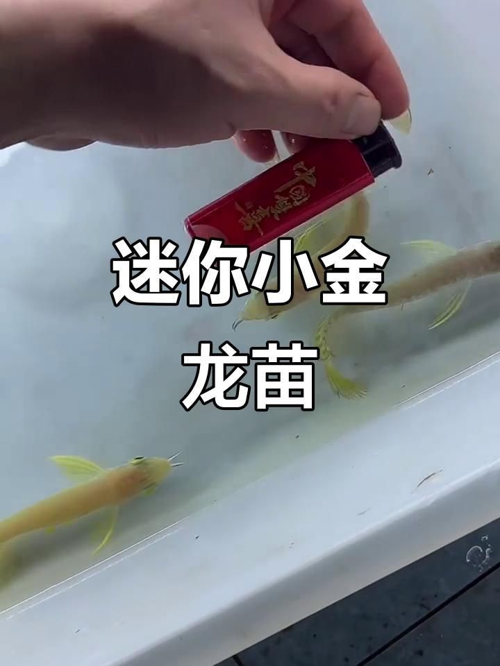 金龍魚苗什么樣|金龍魚幼苗成長記，熱帶魚的魅力之旅