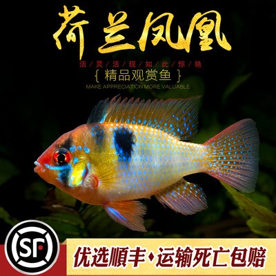 印尼大湖紅龍魚怎么養殖的（印尼紅龍魚怎么養才紅） 印尼大湖紅龍魚怎么養殖的（印尼紅龍魚怎么養才紅） 大湖紅龍魚百科 第2張