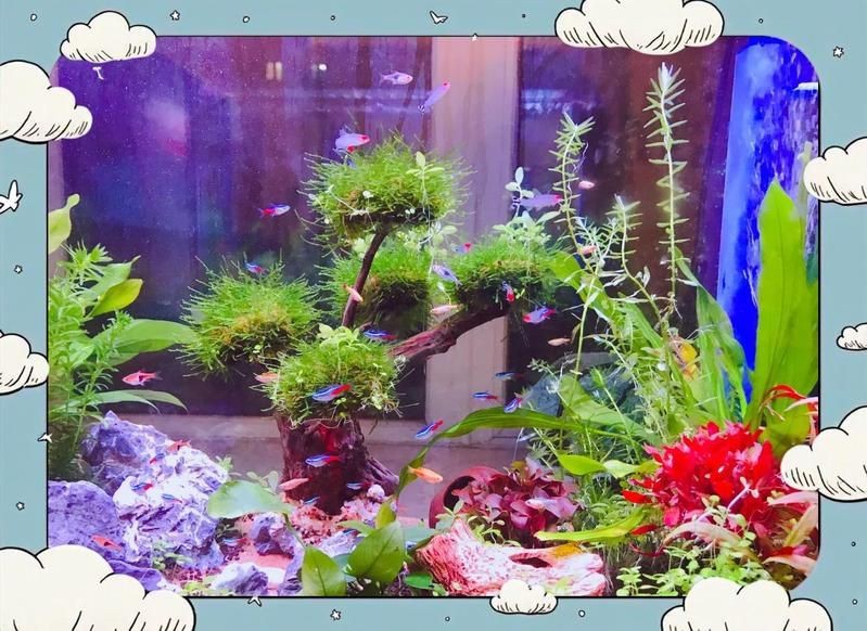 馬印水族魚缸的正確使用方法|馬印水族魚缸正確使用方法摘要馬印水族魚缸造景全攻略