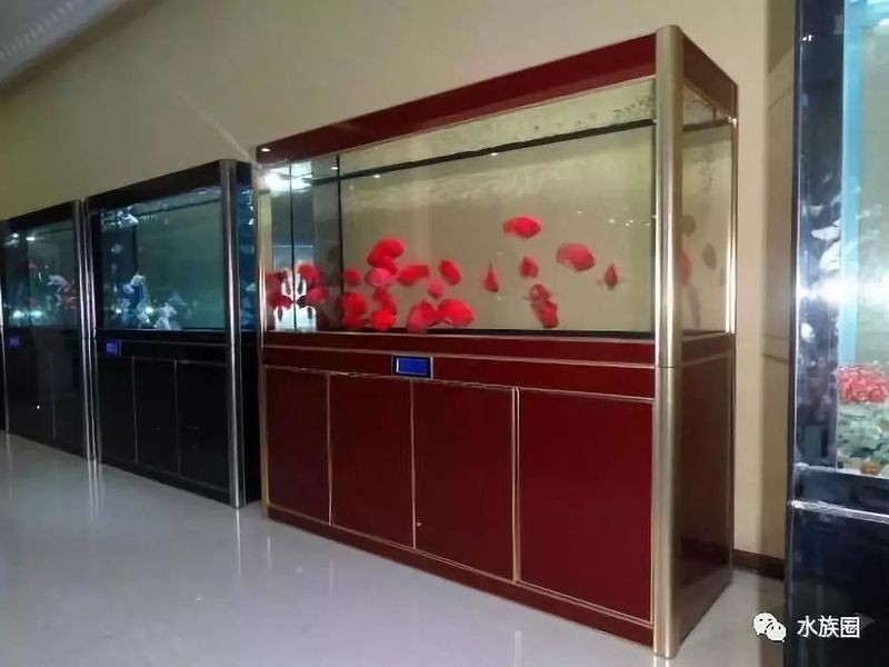 龜增色龍魚多久適應新水質？|《龜增色龍魚適應新水質時長探究》