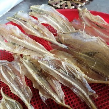 蒼南龍魚店|浙江溫州蒼南縣的龍魚店 蒼南龍魚店|浙江溫州蒼南縣的龍魚店 全國水族館企業名錄 第5張