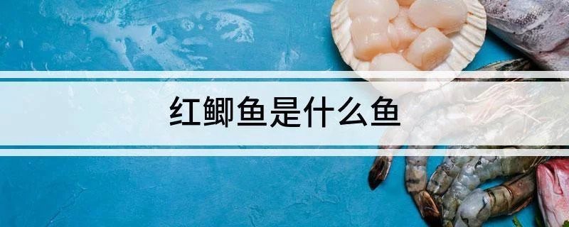 地攤賣的小紅魚是什么魚|地攤上賣的“小紅魚”并非單一品種并非單一品種，而是多種小紅魚