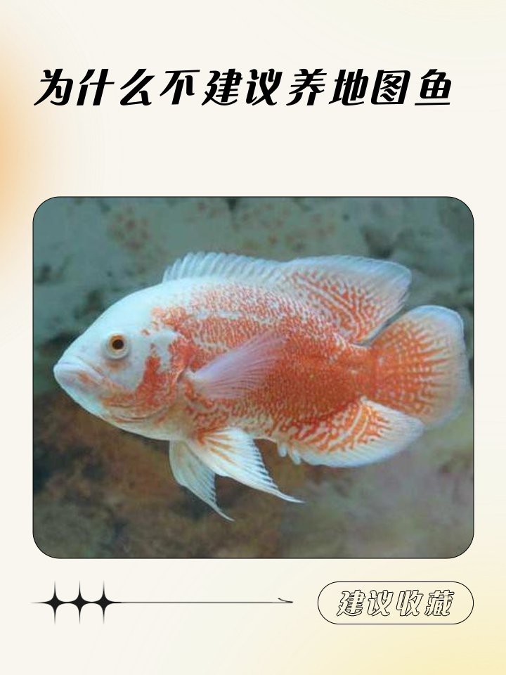 地圖魚最旺三種人|\