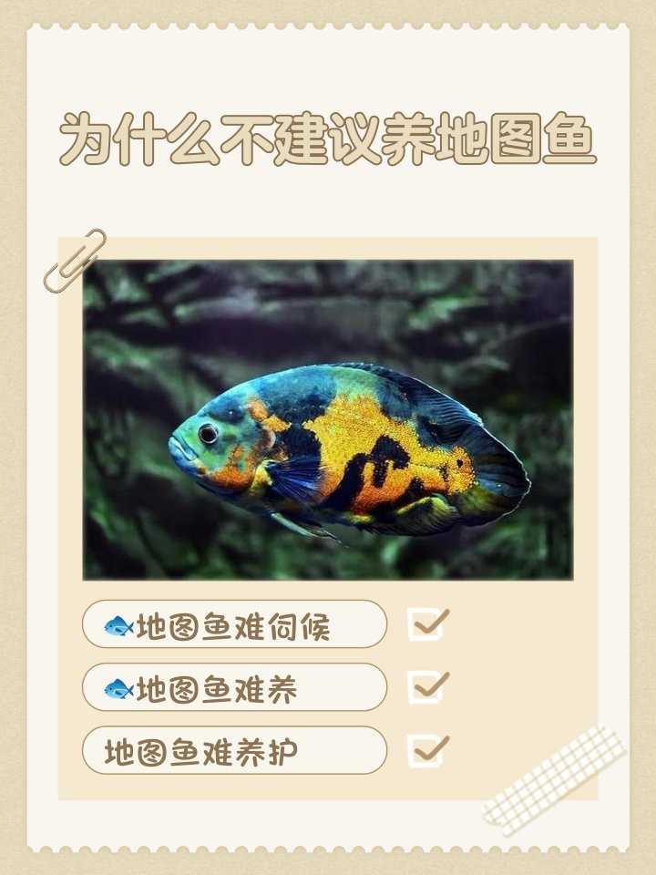 地圖魚最旺三種人|\