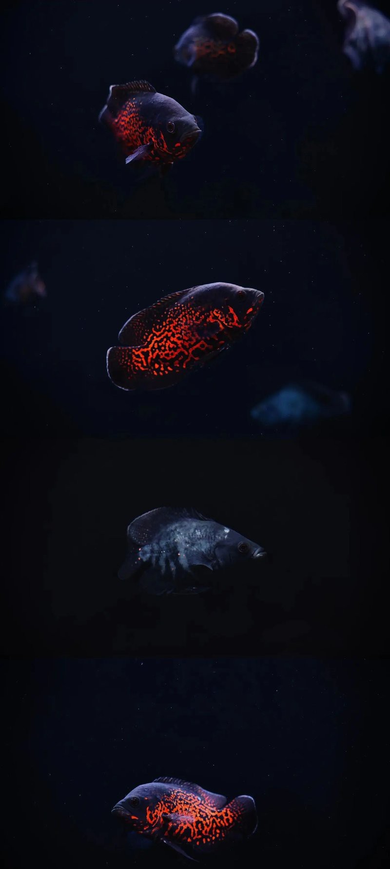 地圖魚最旺三種人|\