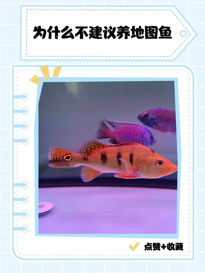 地圖魚最旺三種人|\