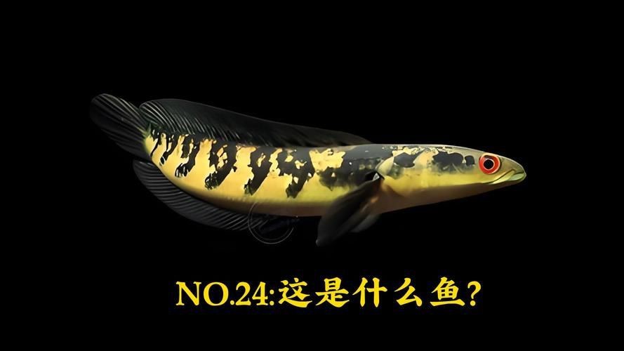 龍魚黑鱗最怕三個東西圖片|“龍魚黑鱗最怕三個東西”的具體圖片或權威說明