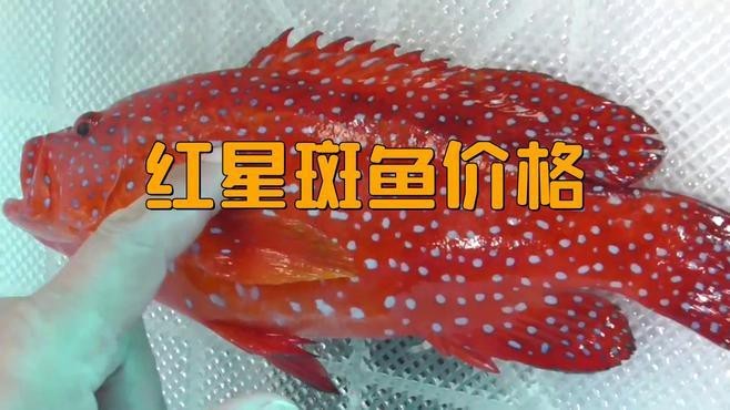 東星斑貴還是紅星斑貴，東星斑與紅星斑哪個貴時訊流星錘哪個貴時訊流星錘