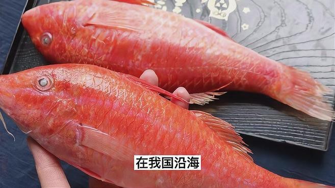 東星斑貴還是紅星斑貴，東星斑與紅星斑哪個貴時訊流星錘哪個貴時訊流星錘