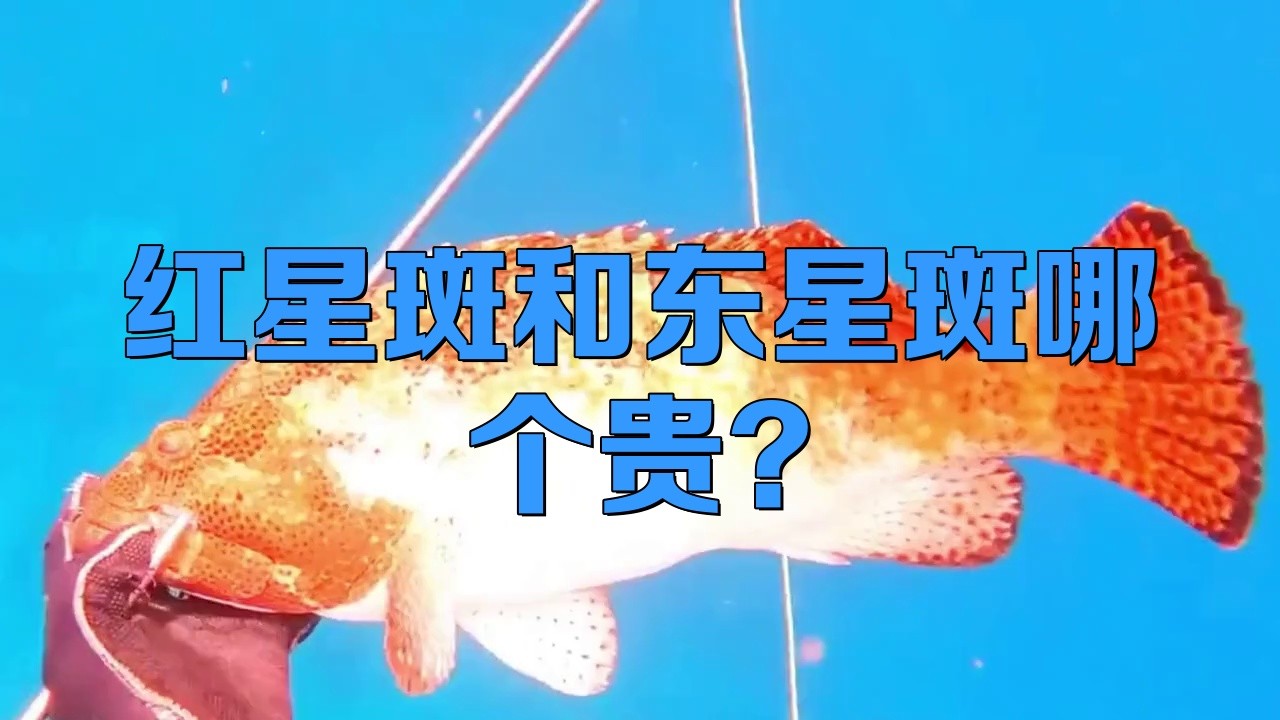 東星斑貴還是紅星斑貴，東星斑與紅星斑哪個貴時訊流星錘哪個貴時訊流星錘