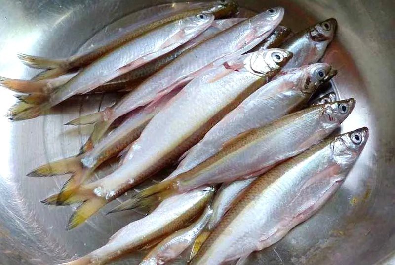 覃塘龍魚店|廣西覃塘龍魚店\ 覃塘龍魚店|廣西覃塘龍魚店 覃塘龍魚店|廣西覃塘龍魚店\