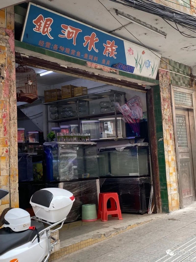 龍圩龍魚店|廣西梧州龍圩龍魚店有哪些值得推薦的龍魚店有哪些