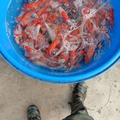 請教各位魚友三條龍最小的這條快被打殘了有什么好的方法嗎？
