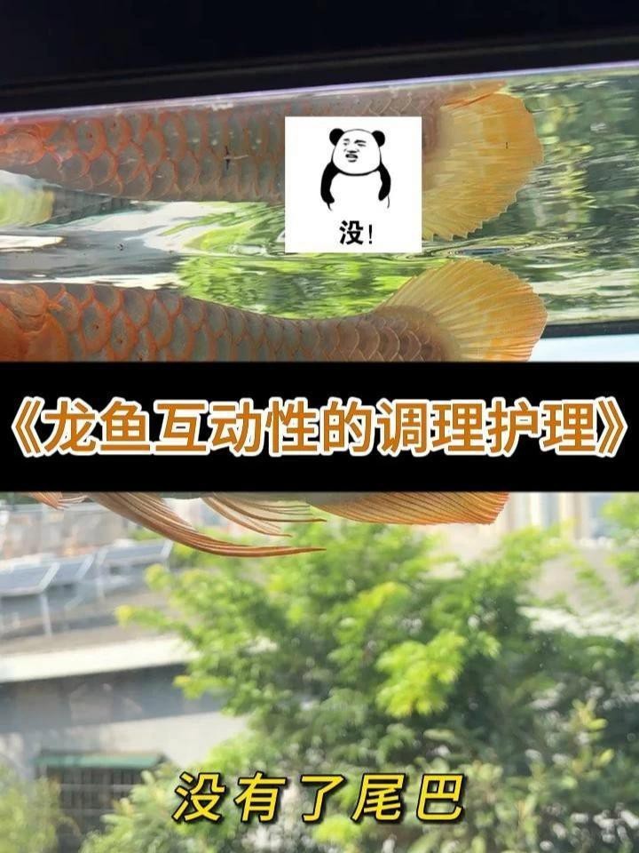 金龍魚和紅龍魚的最佳混養(yǎng)伙伴是誰：金龍魚與紅龍魚的最佳混養(yǎng)伙伴