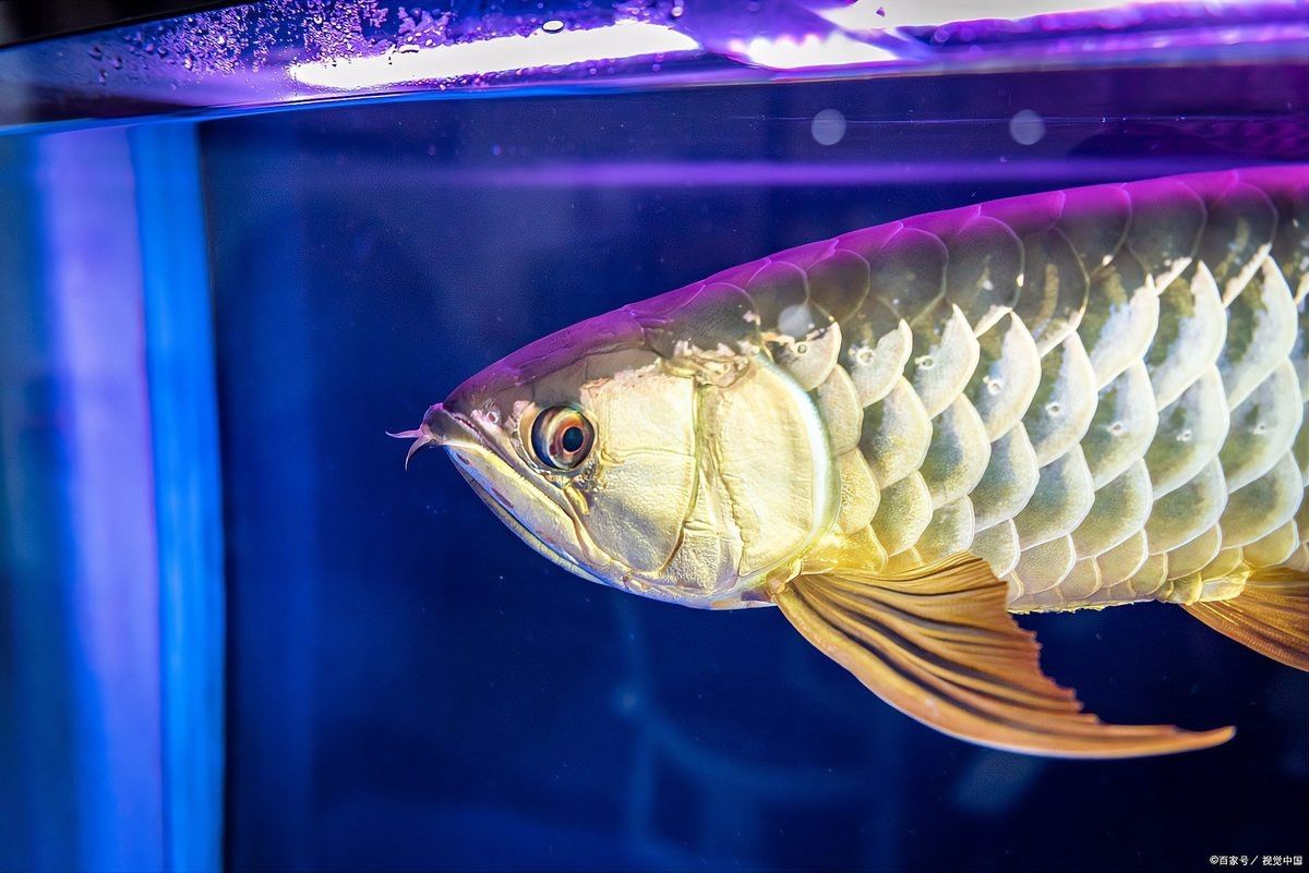 3元一條小金龍魚【低價金龍魚的養殖方法】 3元一條小金龍魚【低價金龍魚的養殖方法】 龍魚論壇 第2張