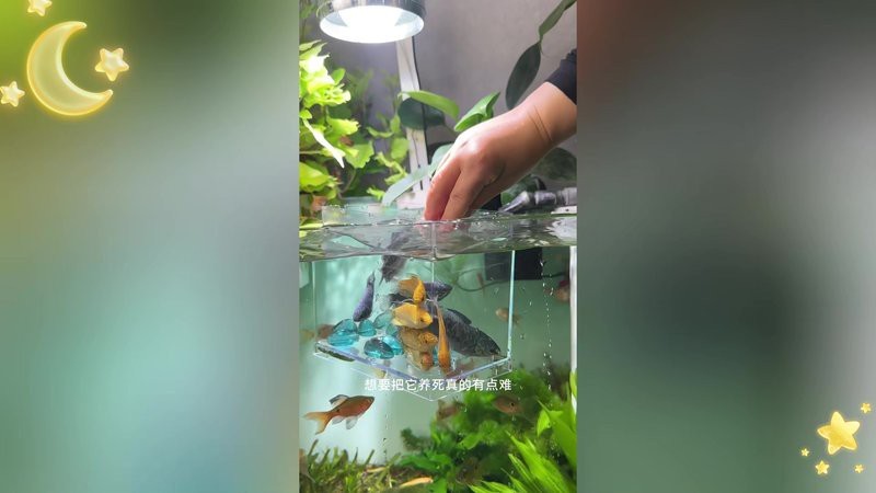 3元一條小金龍魚【低價金龍魚的養殖方法】 3元一條小金龍魚【低價金龍魚的養殖方法】 龍魚論壇 第1張