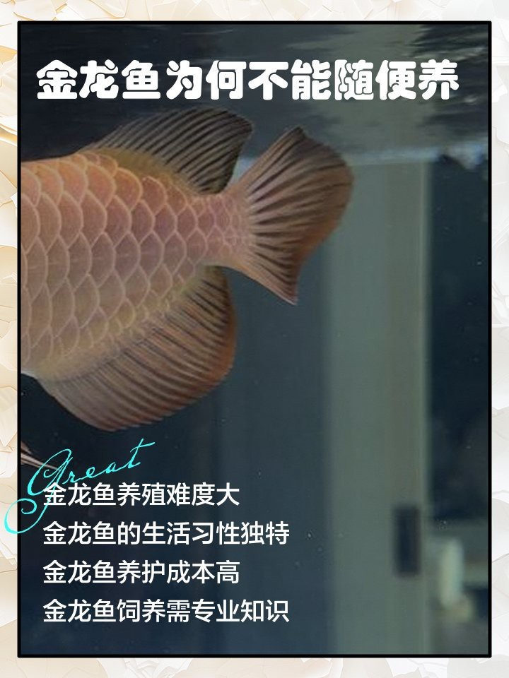 金龍魚為何不能養|寵物那些事兒,金龍魚飼養要點及注意事項
