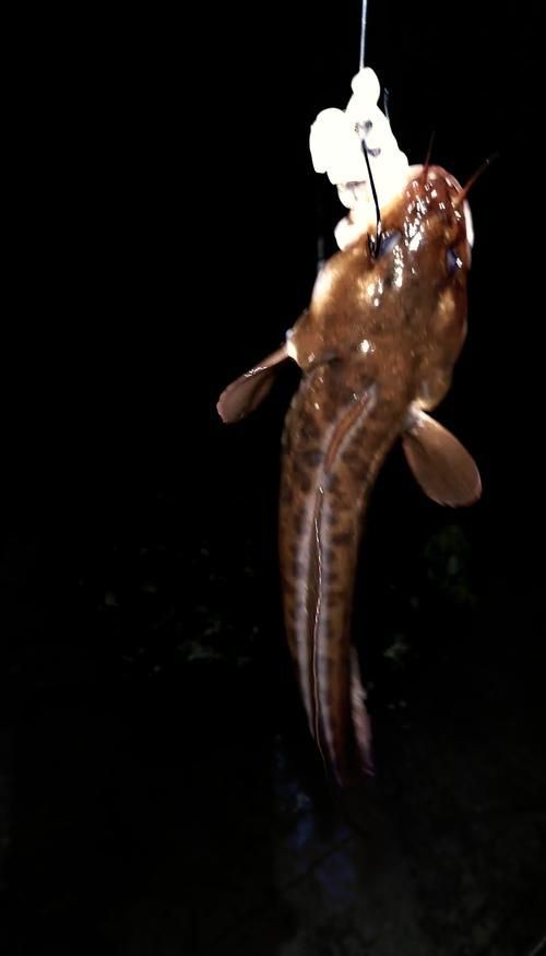 海鯰魚圖片|海鯰魚是什么？ 海鯰魚圖片|海鯰魚是什么？ 龍魚論壇 第2張