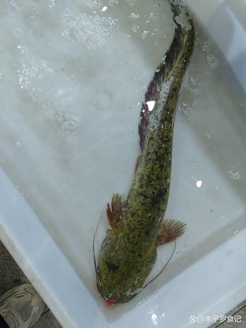 海鯰魚圖片|海鯰魚是什么？ 海鯰魚圖片|海鯰魚是什么？ 龍魚論壇 第4張