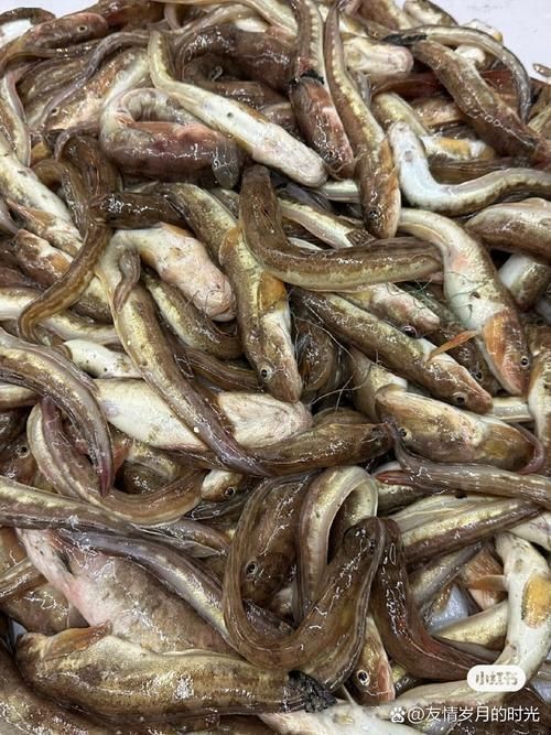 海鯰魚圖片|海鯰魚是什么？ 海鯰魚圖片|海鯰魚是什么？ 龍魚論壇 第3張