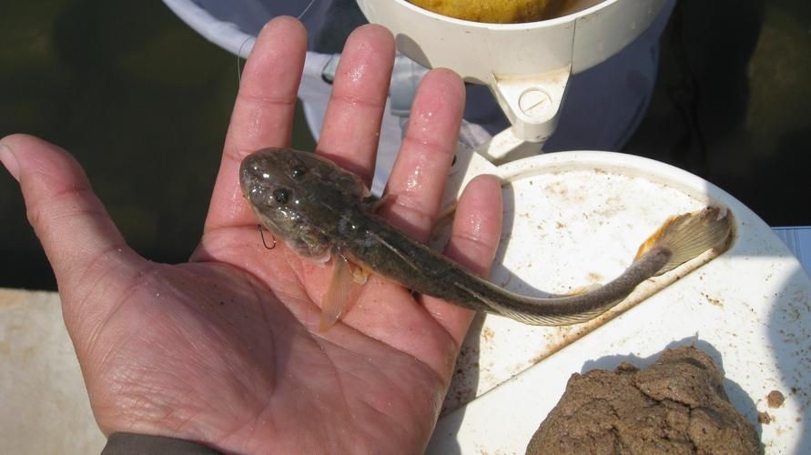 海鯰魚圖片|海鯰魚是什么？ 海鯰魚圖片|海鯰魚是什么？ 龍魚論壇 第1張