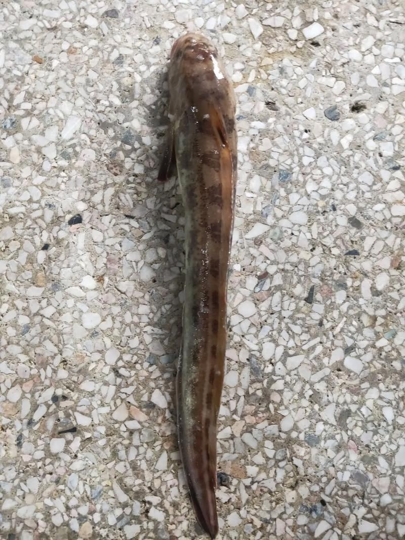 海鯰魚圖片|海鯰魚是什么？ 海鯰魚圖片|海鯰魚是什么？ 龍魚論壇 第8張