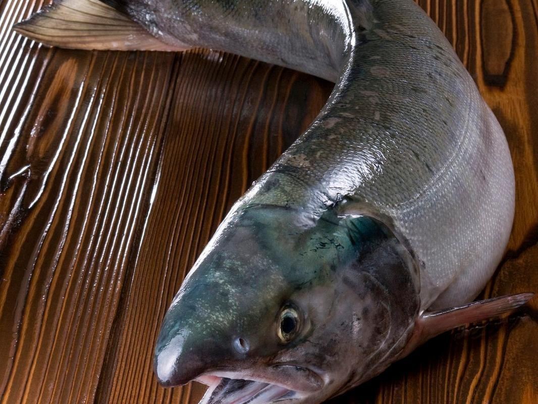 海鯰魚圖片|海鯰魚是什么？ 海鯰魚圖片|海鯰魚是什么？ 龍魚論壇 第6張