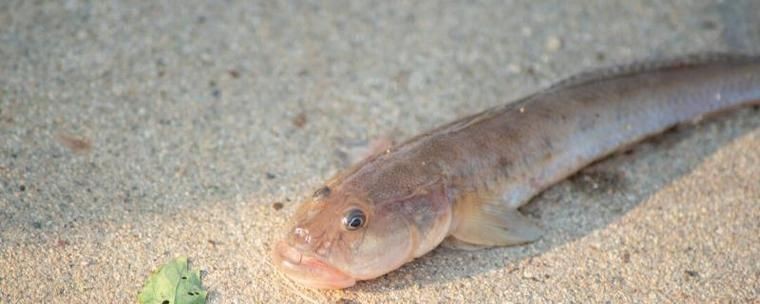 海鯰魚圖片|海鯰魚是什么？ 海鯰魚圖片|海鯰魚是什么？ 龍魚論壇 第13張