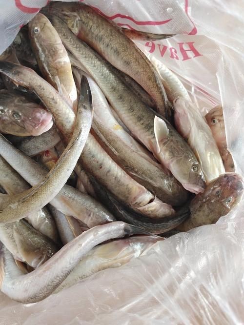 海鯰魚圖片|海鯰魚是什么？ 海鯰魚圖片|海鯰魚是什么？ 龍魚論壇 第12張